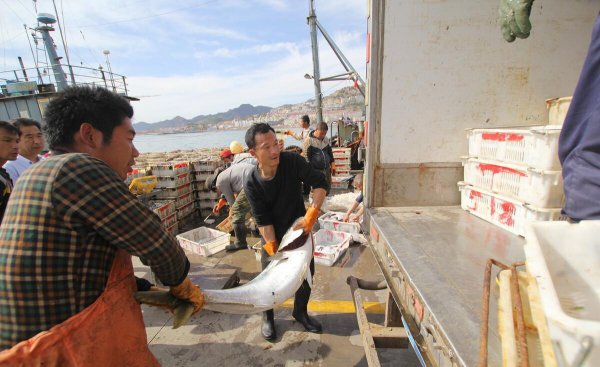 黄金鲅鱼和鲅鱼的区别