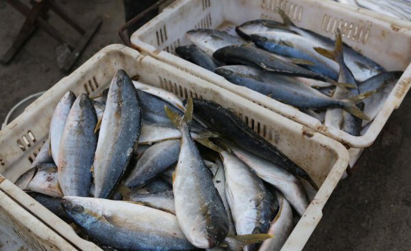 黄金鲅鱼和鲅鱼的区别