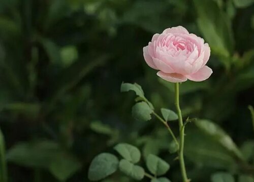 月季女王是藤本还是灌木