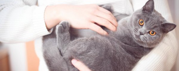 猫咪发情怎么缓解