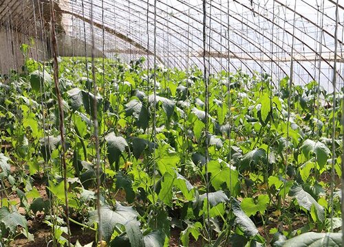 种植丝瓜需要打叉吗