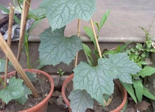 种植丝瓜需要打叉吗