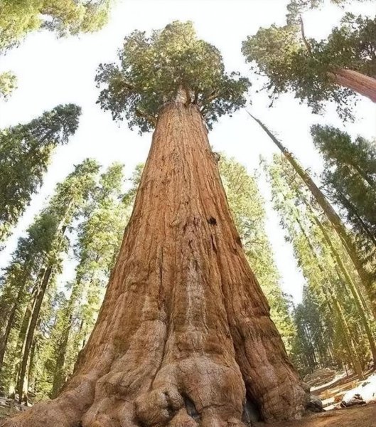 世界最高的树有多少米