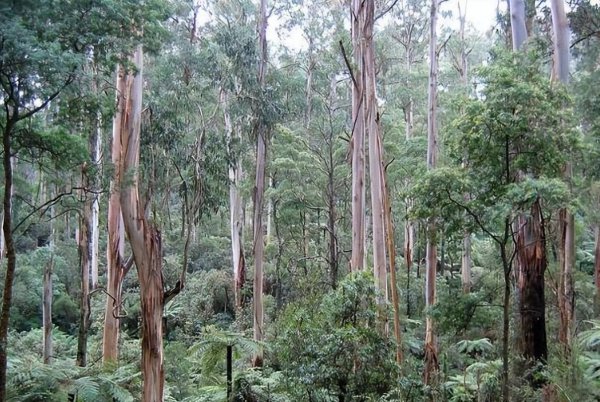 世界最高的树有多少米