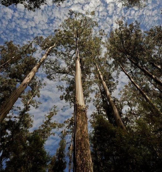 世界最高的树有多少米