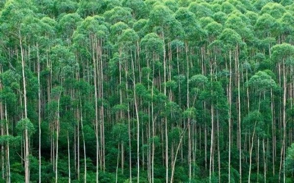 世界最高的树有多少米