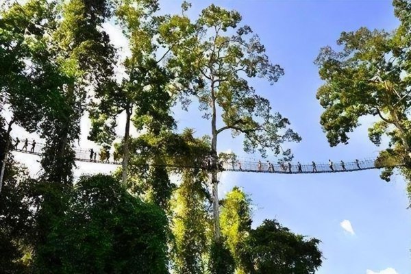 世界最高的树有多少米