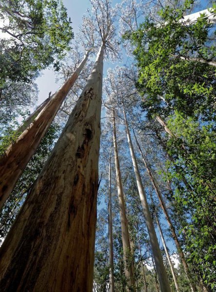 世界最高的树有多少米