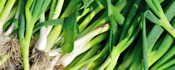 蒜苗如何冷藏储存保鲜好