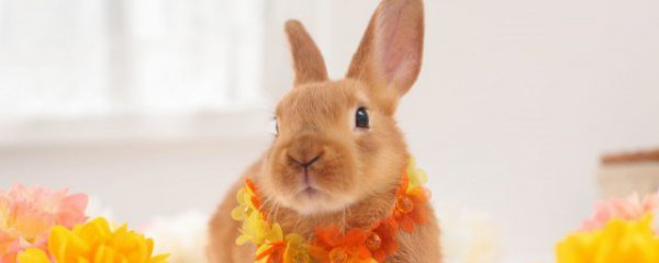 兔年本命年男性穿什么