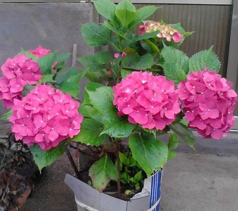 绣球叶子长的非常大就是不开花