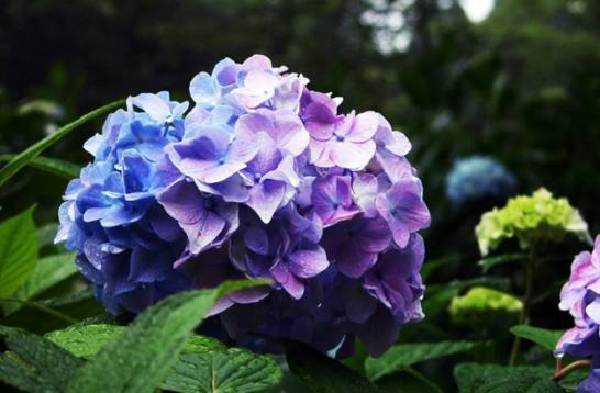 绣球叶子长的非常大就是不开花