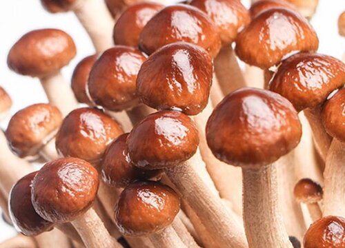 宠物狗狗可以吃蘑菇吗