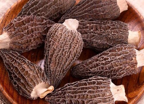 宠物狗狗可以吃蘑菇吗