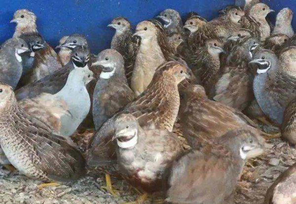 芦丁鸡家庭养殖方法介绍