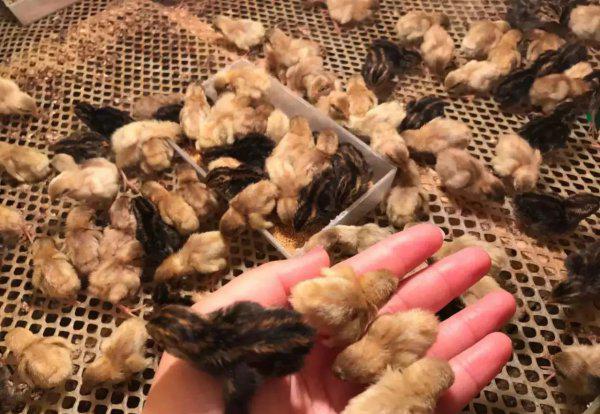 芦丁鸡家庭养殖方法介绍