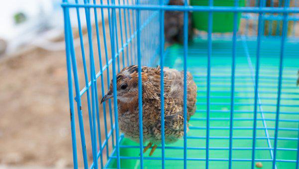 芦丁鸡家庭养殖方法介绍