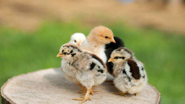 芦丁鸡家庭养殖方法介绍