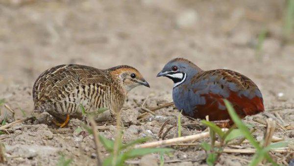 芦丁鸡家庭养殖方法介绍