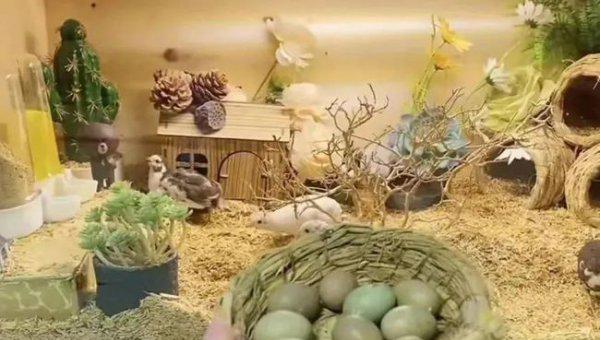 芦丁鸡家庭养殖方法介绍