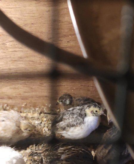 芦丁鸡家庭养殖方法介绍