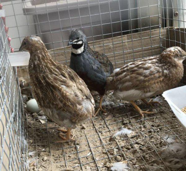 芦丁鸡家庭养殖方法介绍