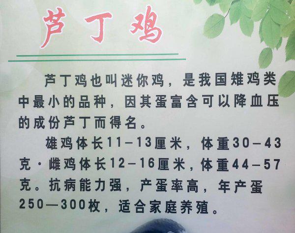 芦丁鸡家庭养殖方法介绍