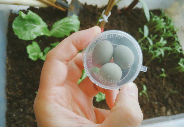 芦丁鸡家庭养殖方法介绍