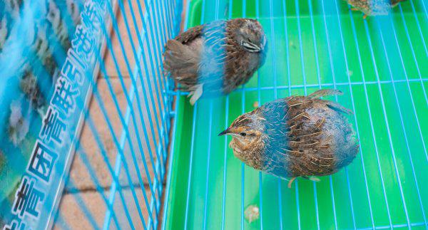 芦丁鸡家庭养殖方法介绍