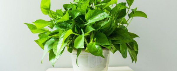 室内净化空气的植物有哪些