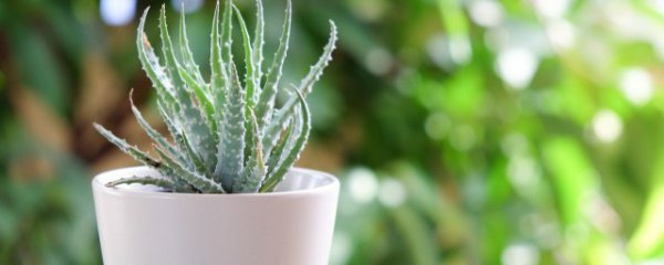 做生意放什么植物招财