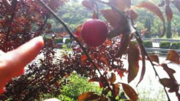 杏树可以嫁接李子树吗