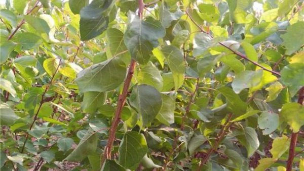 杏树可以嫁接李子树吗