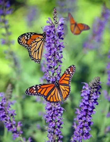 红颜知己啥意思