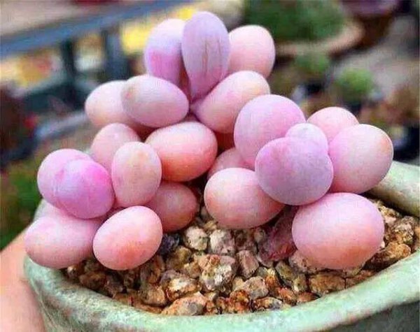 桃美人的养殖方法和注意事项