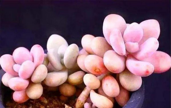 桃美人的养殖方法和注意事项