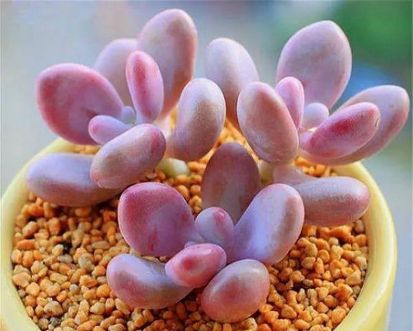 桃美人的养殖方法和注意事项