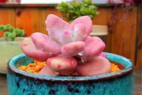 桃美人的养殖方法和注意事项