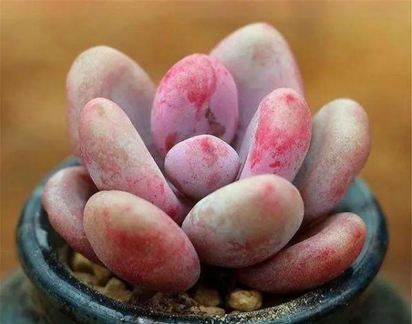 桃美人的养殖方法和注意事项