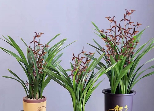 墨兰怎样养护才能开花