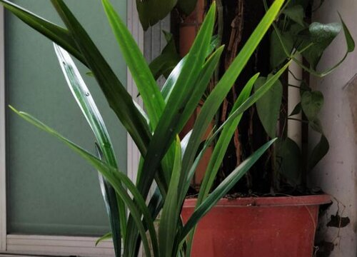 墨兰怎样养护才能开花