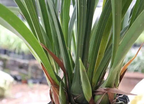 墨兰怎样养护才能开花