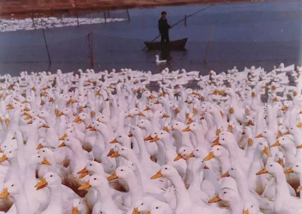 鸭鸭羽绒服产地在哪里