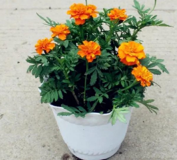 驱蚊树哪种比较好用