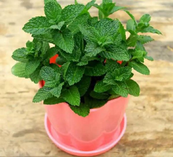 驱蚊树哪种比较好用