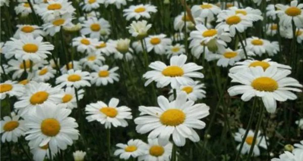 驱蚊树哪种比较好用