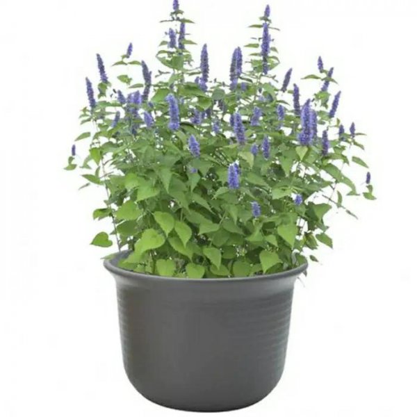 驱蚊树哪种比较好用