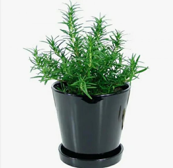 驱蚊树哪种比较好用