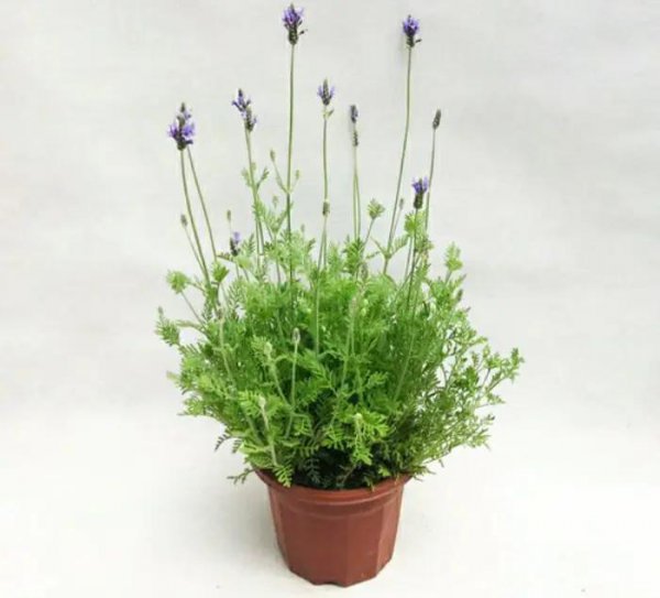 驱蚊树哪种比较好用