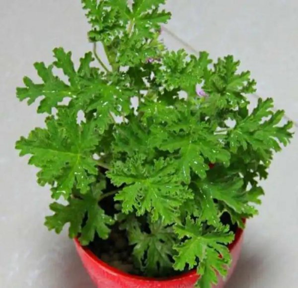 驱蚊树哪种比较好用